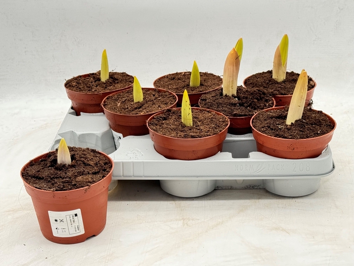 <h4>ALLIUM</h4>