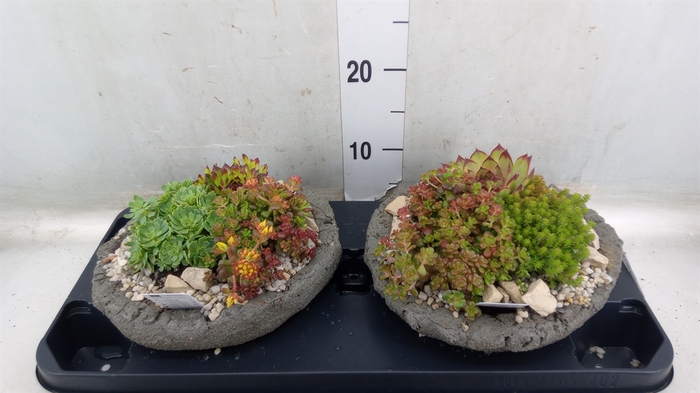 <h4>Arr.   Tuinplanten L%</h4>