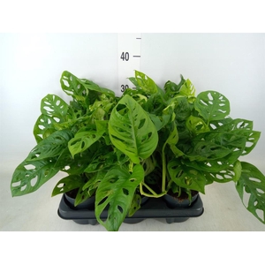 Monstera obliqua 'Monkey Mask'