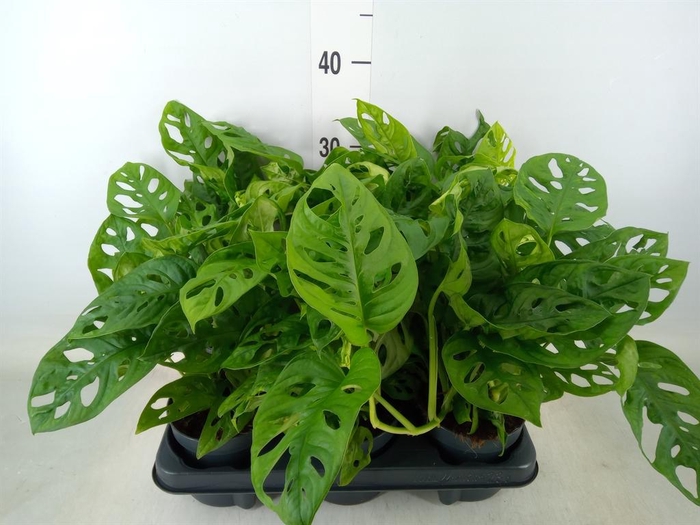 <h4>Monstera obliqua 'Monkey Mask'</h4>