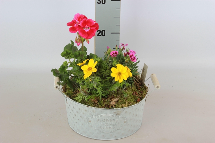 <h4>ARR TUINPLANTEN</h4>