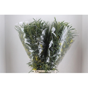 Mimosa Floribunda P Bunch