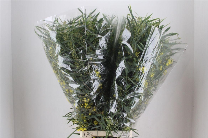 <h4>Mimosa Floribunda P Bunch</h4>