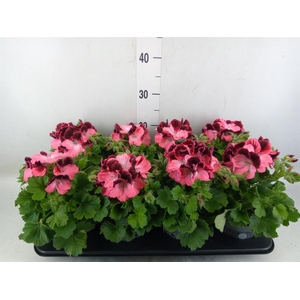 Pelargonium gran.   ..