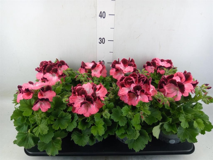<h4>Pelargonium gran.   ..</h4>
