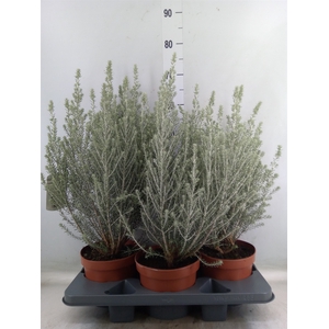 Ozothamnus diosm.