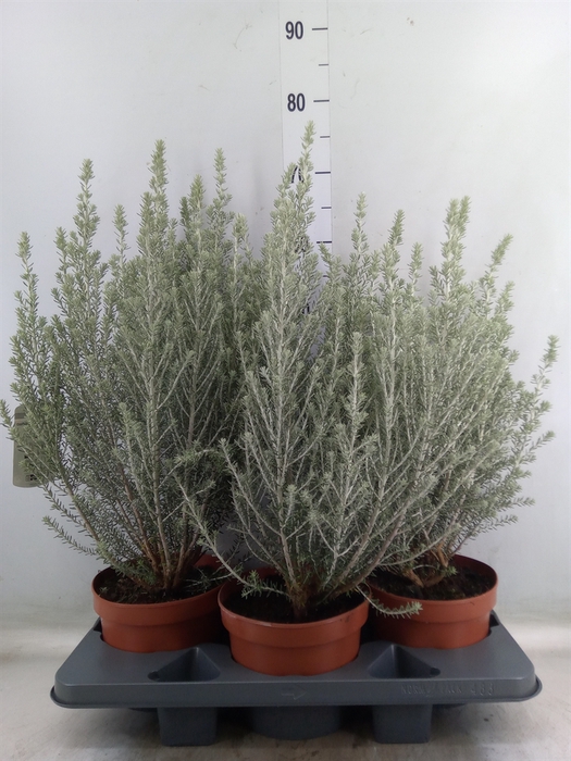 <h4>Ozothamnus diosm.</h4>