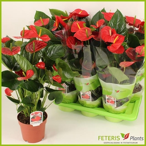 ANTHU AN RED WINNER
