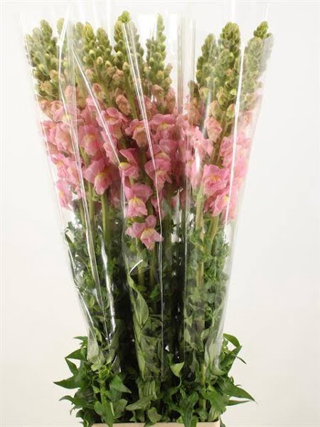 <h4>Antirrhinum Potomac Rose</h4>