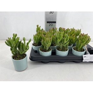 Plants arrangement 7Ø 18cm