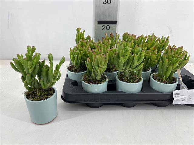 Plants arrangement 7Ø 18cm