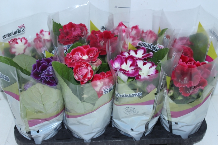 <h4>GLOXINIA P14</h4>