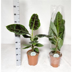 Musa Dwarf Cavendish