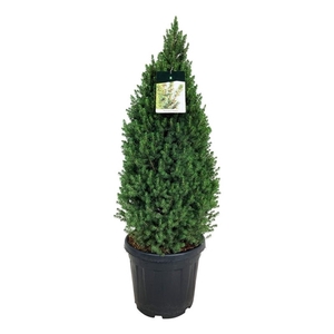 Picea gl. 'Perfecta'