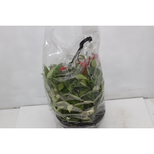AESCHYNANTHUS SPECIOSUS C21