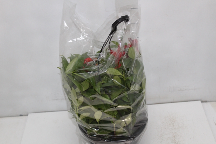 <h4>AESCHYNANTHUS SPECIOSUS C21</h4>