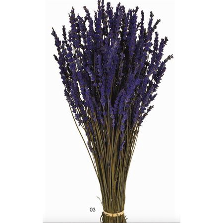 <h4>Pres Lavendel Dark Blue Super Bunch</h4>