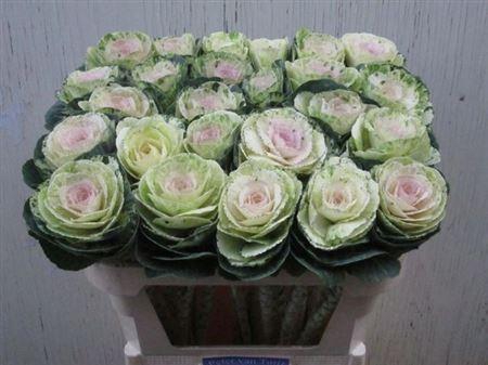 <h4>Brass Empire Anna</h4>