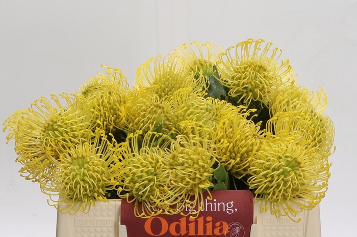 <h4>Nutans High Gold</h4>