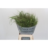 Panicum Fountain