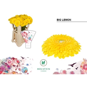 Gerbera Pomponi Big Lemon