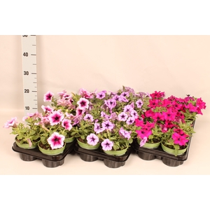 Petunia Divers