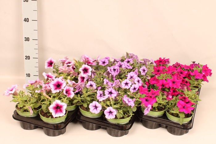 <h4>Petunia Divers</h4>