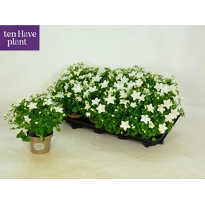 CAMP IS ATLANT WHITE