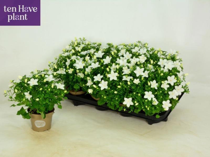 <h4>CAMP IS ATLANT WHITE</h4>