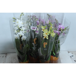 PHALAENOPSIS MINI P09 2 HT