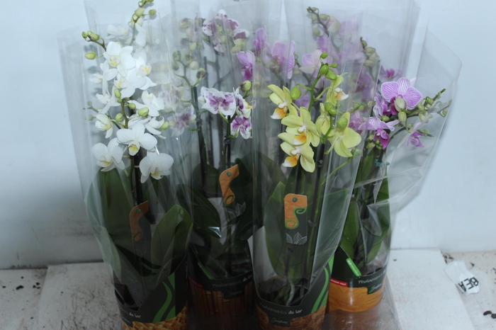 <h4>PHALAENOPSIS MINI P09 2 HT</h4>