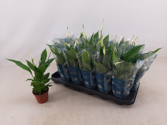 <h4>SPATH CHOPIN</h4>