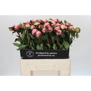 Paeonia Nick Shaylor