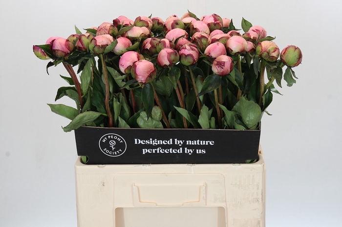 Paeonia Nick Shaylor