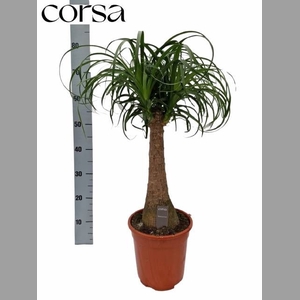 BEAUCARNEA RECUR
