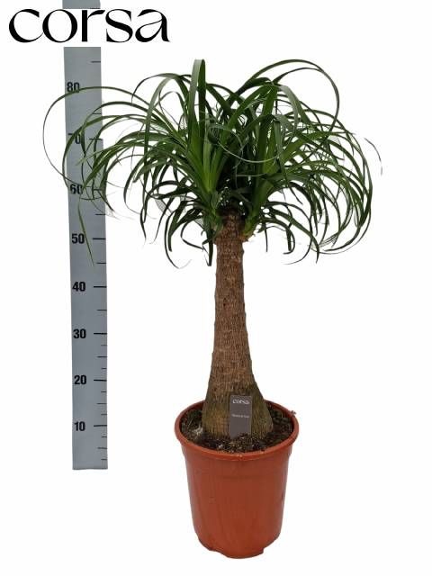 <h4>BEAUCARNEA RECUR</h4>