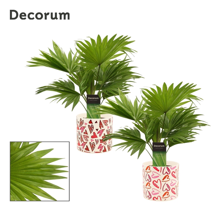 <h4>Livistona Rotundifolia 12 cm in Julia (Deco-collection)</h4>