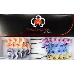 Phalaenopsis Coloured Purple