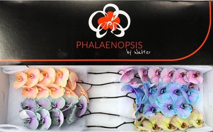 <h4>Phalaenopsis Coloured Purple</h4>