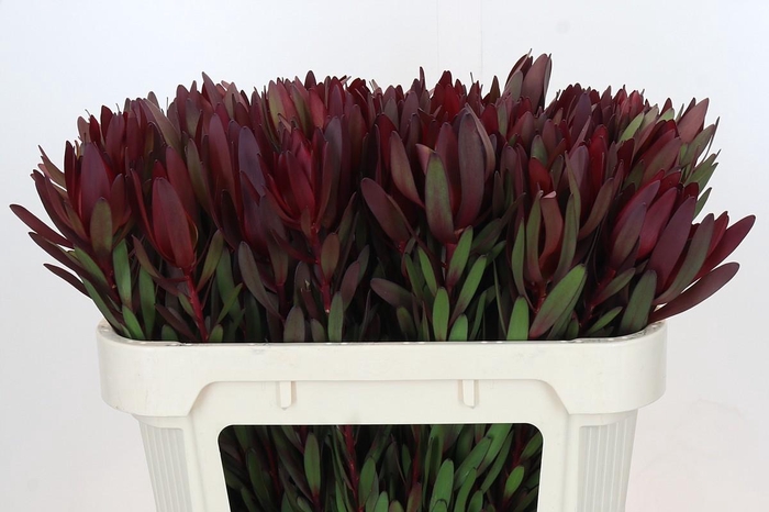 <h4>Leucadendron Saf Sunset Dark R.</h4>