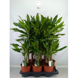Dracaena frag. 'Steudneri'
