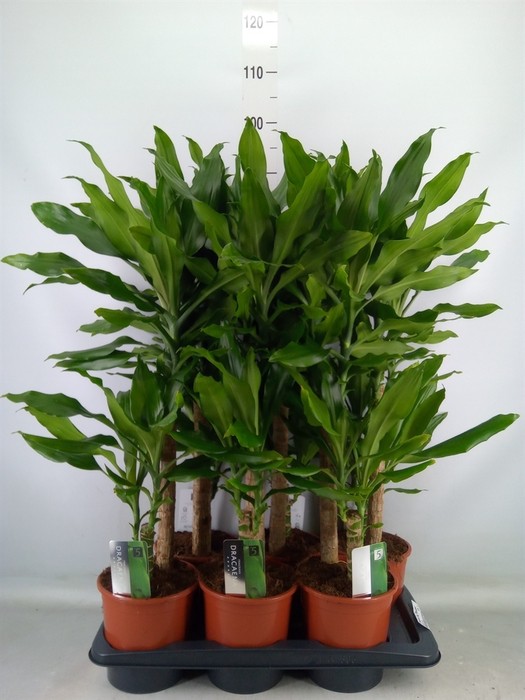 <h4>Dracaena frag. 'Steudneri'</h4>