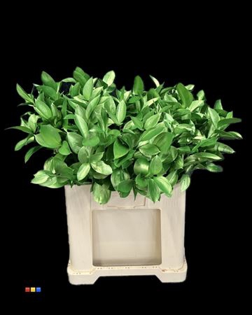 <h4>Ruscus Metallic Green</h4>