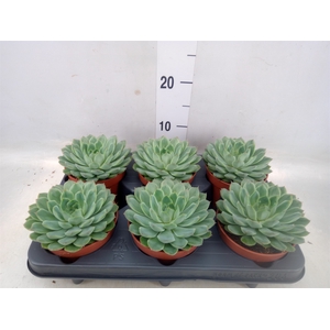 Echeveria pulidonis