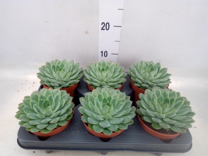 <h4>Echeveria pulidonis</h4>