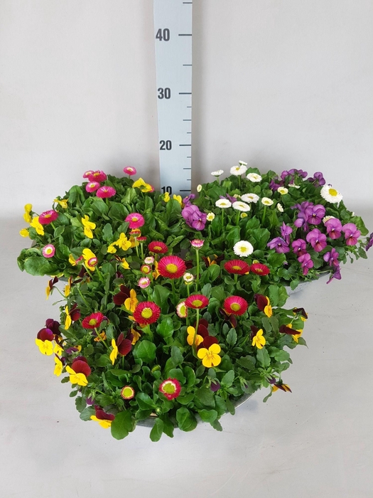 <h4>VIO CORNUTA</h4>