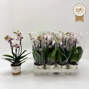 PHAL RED LIPS