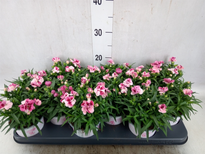<h4>Dianthus  'Sprint Pink and Proud'</h4>