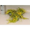 Lysemachia nummularia Goldilock