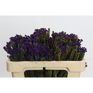 Kaaps Groen Palaecea Purple